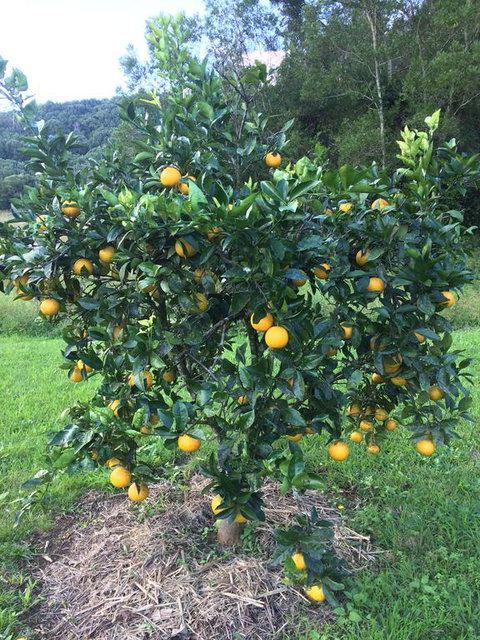 Terania Creek Farmstay - Dentist Find 2