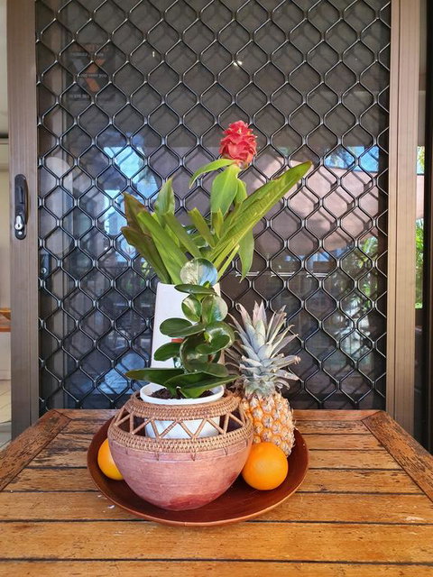 The Balinese - Dentist Find 2