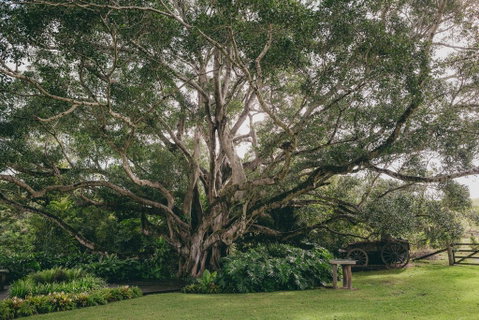 The Eumundi Dairy - Dentist Search 2