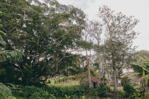 The Eumundi Dairy - Dentist Search 1