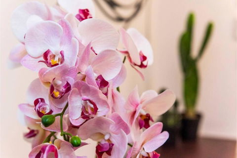 The Nest - Quirky Queen Sized Space With Roof Terrace - Dentists Australia 1