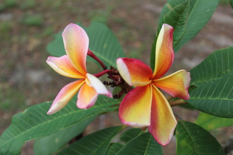 The Ole Gumtree - Kookaburras Nest - Dentist Search 2