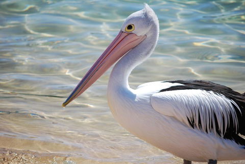 The Peninsular Merimbula - Dentist Find 2