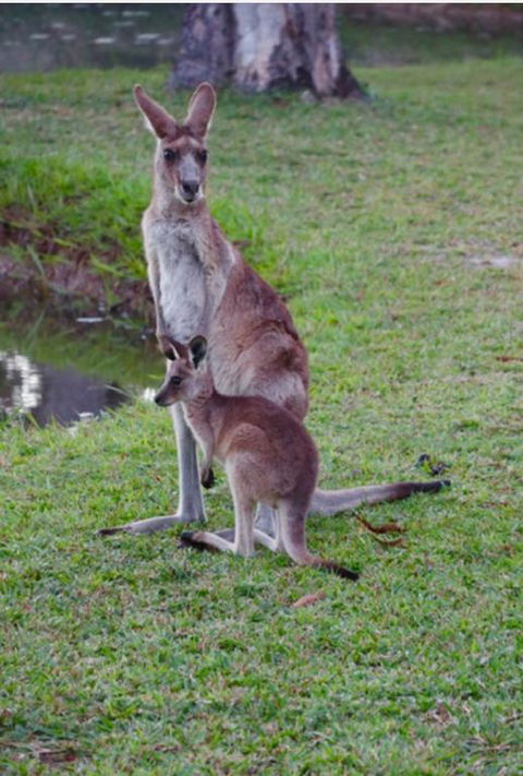 The Zen Den Adults Only - Dentists Australia 3