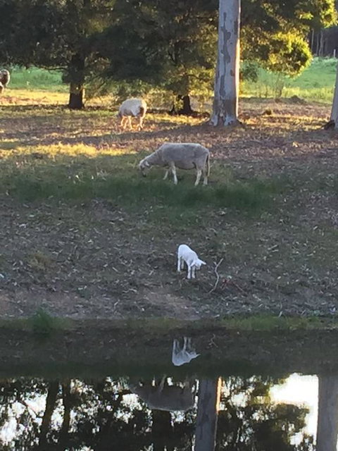 Tree Of Love Farm Stay - Dentist Search 2