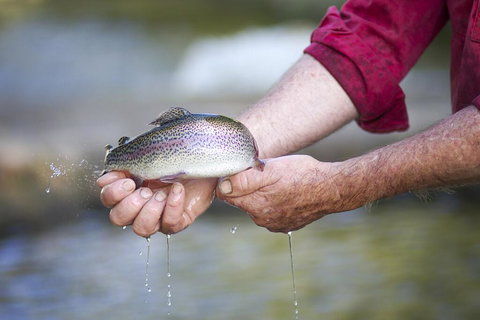 Tuki Retreat - Dentist Find 2