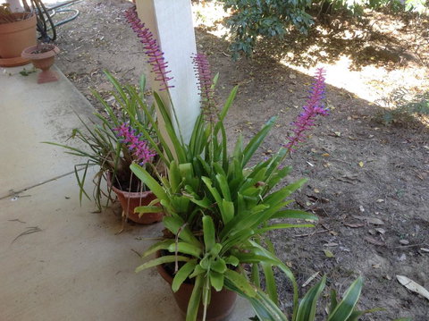 Twilight Grove Farm - Dentist Search 2