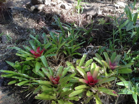 Twilight Grove Farm - Dentist Search 1