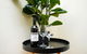 Victor Harbor Cottage 'Cornhill' - Pet Friendly - thumb 2
