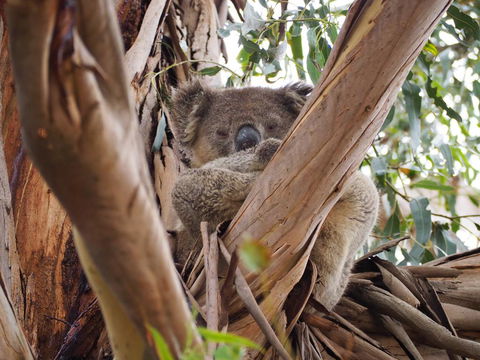 WHITE SHELLS HOLIDAY RENTAL - Dentist Search 1