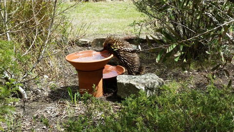 Wind Song Bed & Breakfast - Dentist Find 3