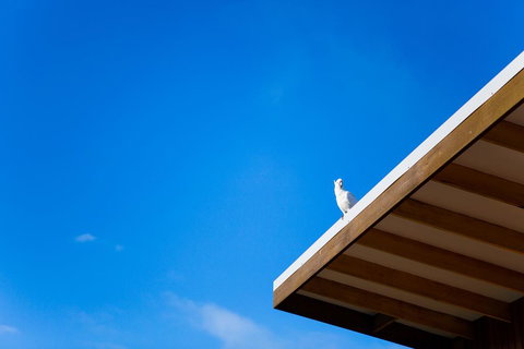 Wye Not Escape - Dentist Find 0