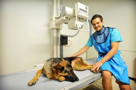 Pacific Vetcare - Dentist Search 0