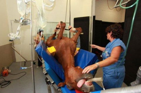 Pacific Vetcare - Dentist Search 6