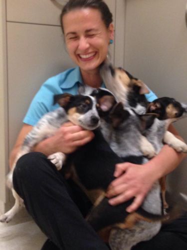 Pacific Vetcare - Dentist Search 7