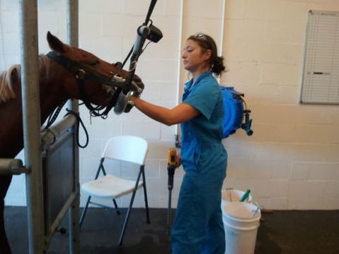 Pacific Vetcare - Dentist Search 9