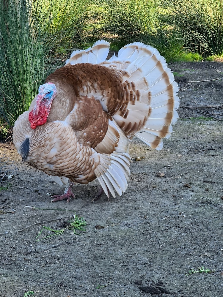 Halls Haven Holiday Units