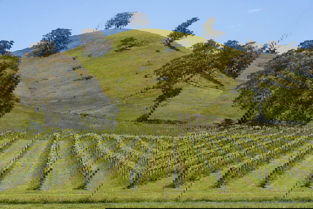 Blue House at Mountainside Wines