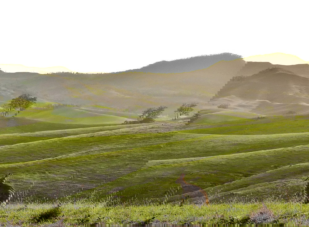 Ketchup's Bank Glamping