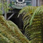 The Wombat Cottage