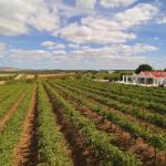 Barossa Valley Lyndoch