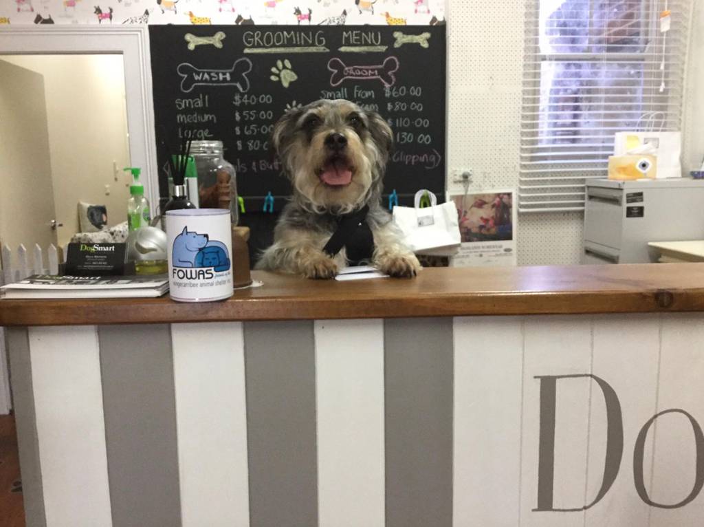 Doggie Barber