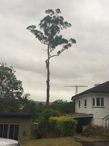 McCords Tree Services  Excavations