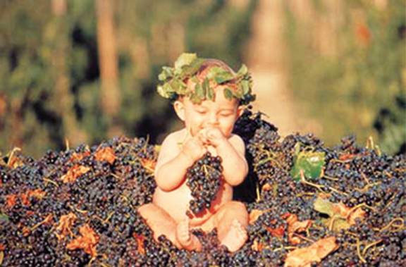 Shannonvale Tropical Fruit Winery