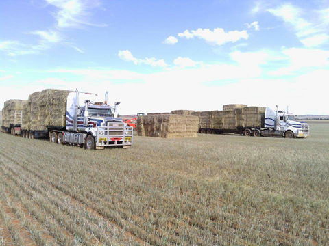 Nighthawk Transport - Dentist Find 4