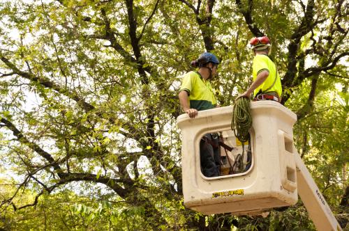 Paradise Tree Services