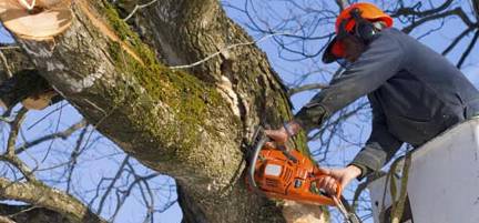 Lennox Head Tree Care