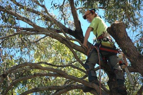 Tallow Tree Services Pty Ltd
