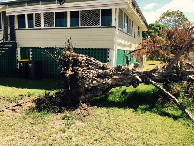 Weier Troy Tree Service