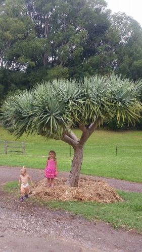West Woombye QLD Dentists Australia