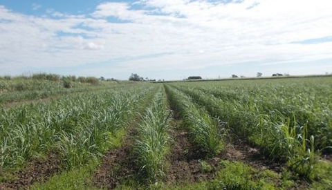 Bill Micola - Dentist Find 2