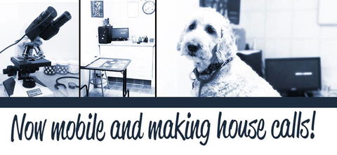 Tweed Coast Vet - Dentist Search 3