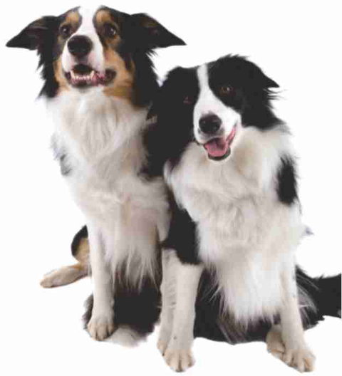 Childers Veterinary Clinic - Dentist Find 1