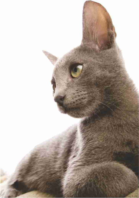 Childers Veterinary Clinic - Dentist Find 2