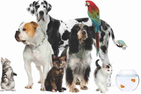Childers Veterinary Clinic - Dentist Find 3