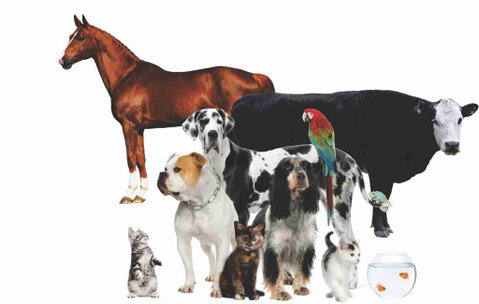 Childers Veterinary Clinic - Dentist Find 4
