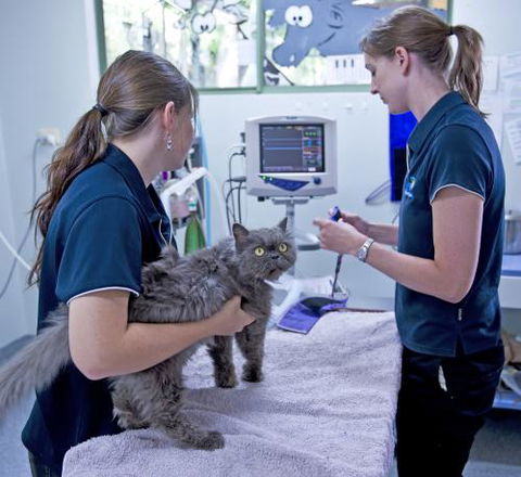 University Avenue Veterinary Hospital - Dentist Find 2