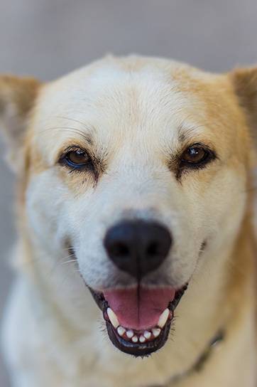University Avenue Veterinary Hospital - Dentist Find 3