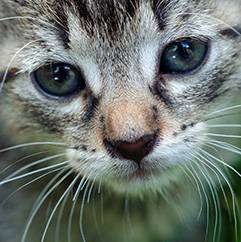 University Avenue Veterinary Hospital - Dentist Find 4