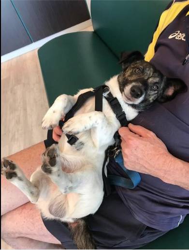 Better Pet Vets Mackay