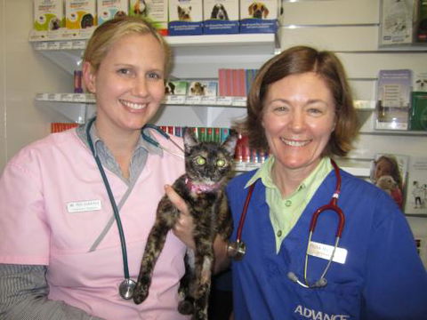 Andergrove Veterinary Clinic - Dentist Search 0