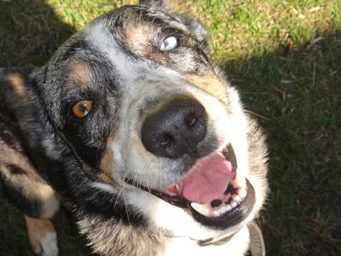 Andergrove Veterinary Clinic - Dentist Search 1