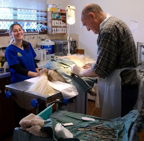 Westlakes Vet Hospital - Dentist Find 2