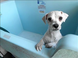 Westlakes Vet Hospital - Dentist Find 3