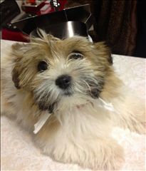 Westlakes Vet Hospital - Dentist Find 4