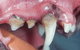 Keen Street Veterinary Clinic - thumb 1